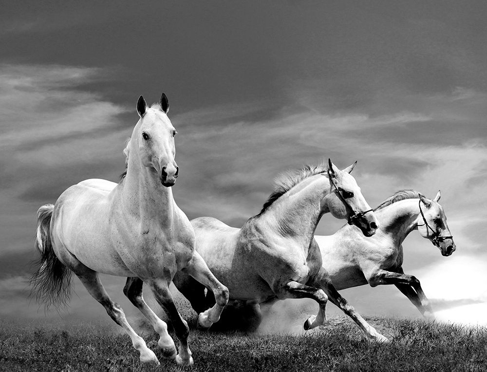 Wall art: White Stallions, by Anonymous
