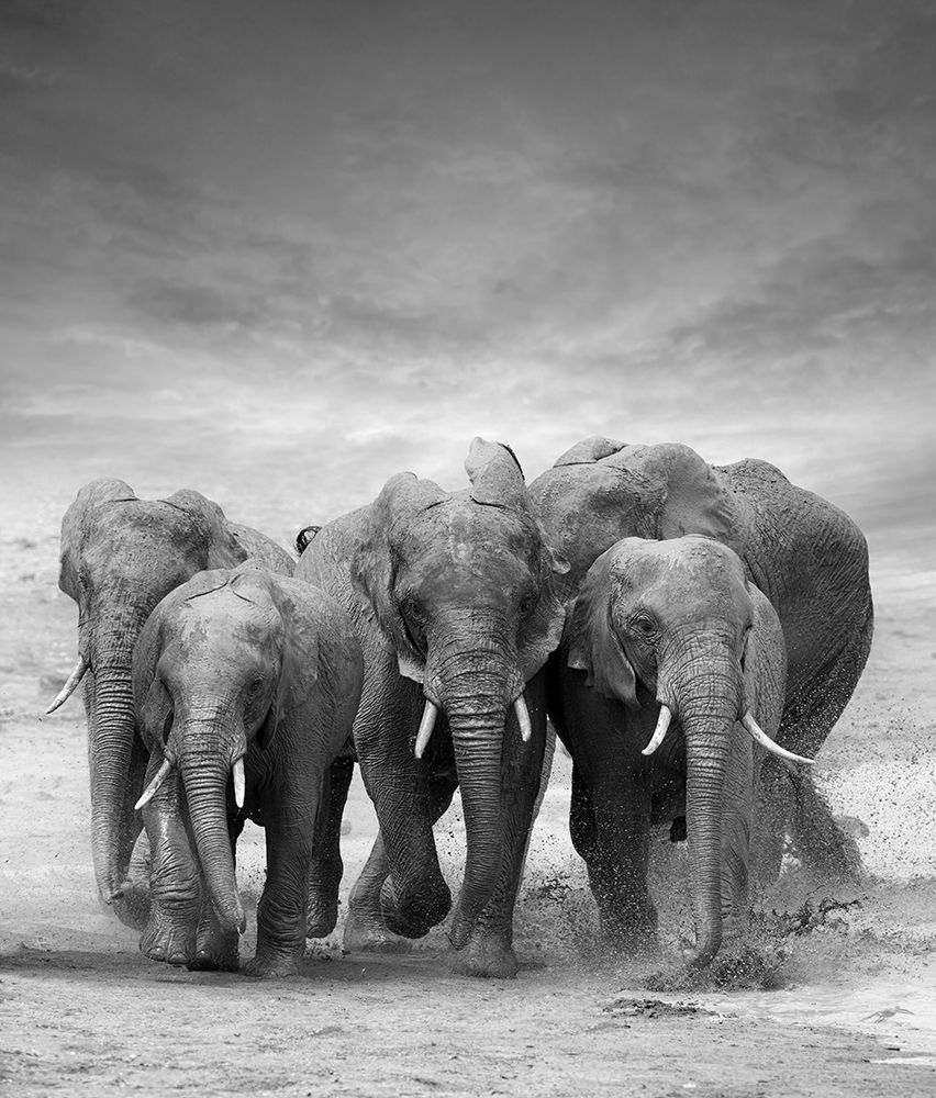 Wall art: Elephant Herd, by Byrdyak, V. 