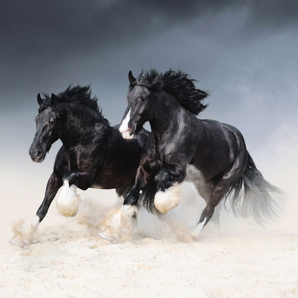 Wall art: Race Along the Sand, by Yurkovska, Tanya