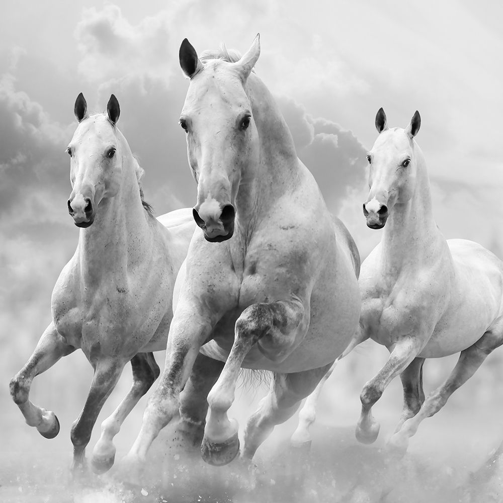 Wall art: Three White Stallions, by Itina, Maria 
