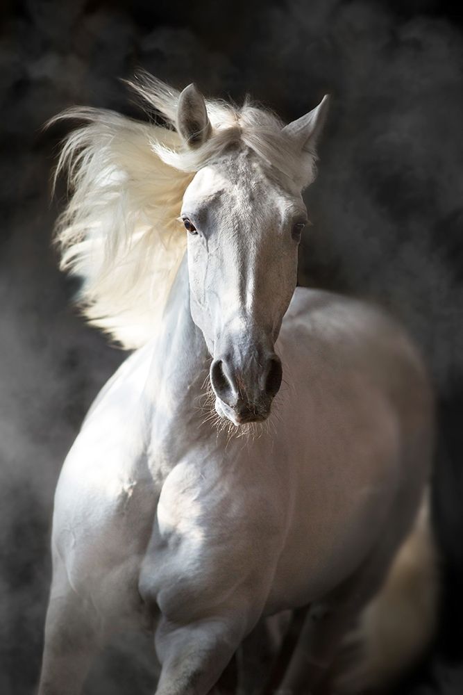 Wall art: White Andalusian, by Golubenko, S.