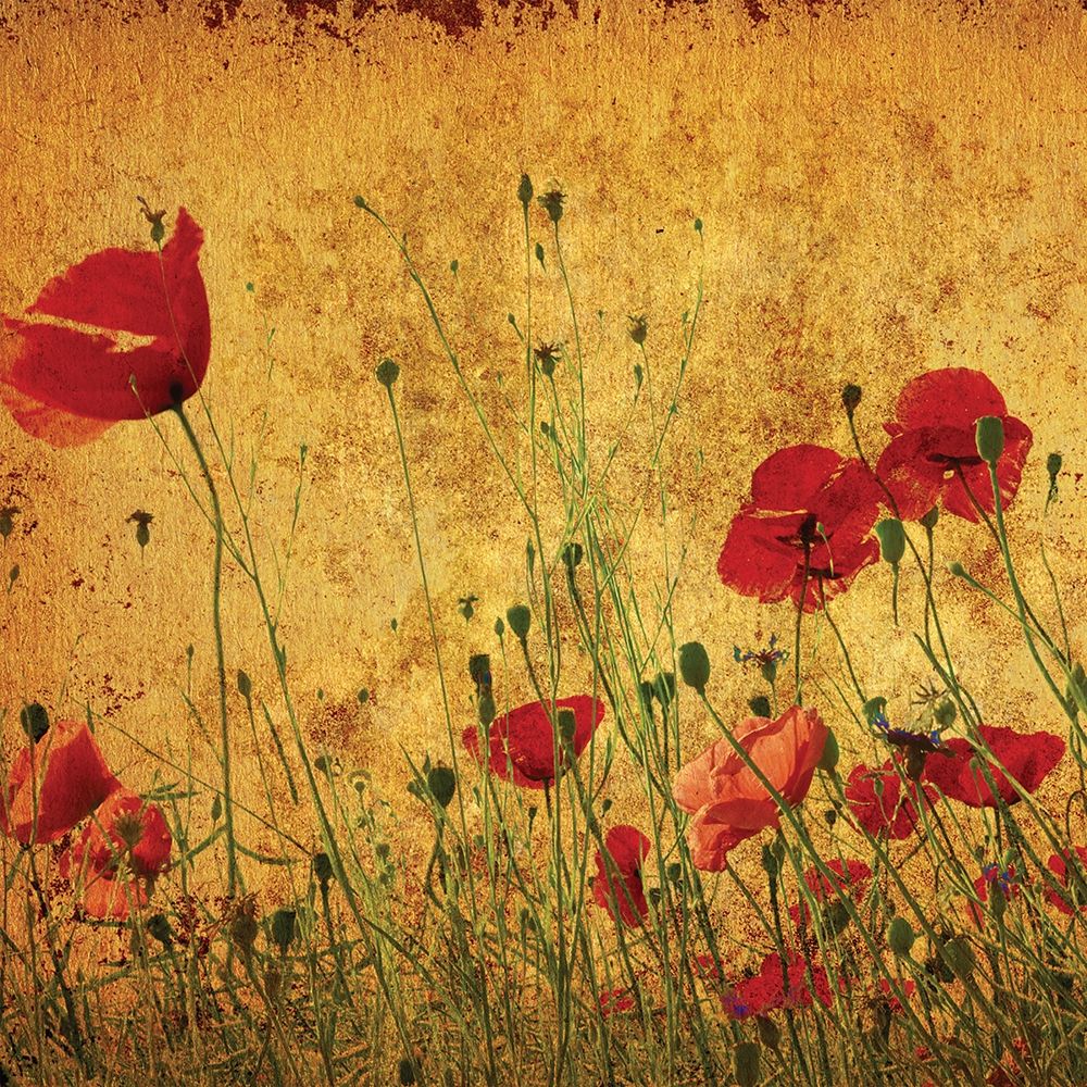 Wall art: Field of Poppies, by Anonymous
