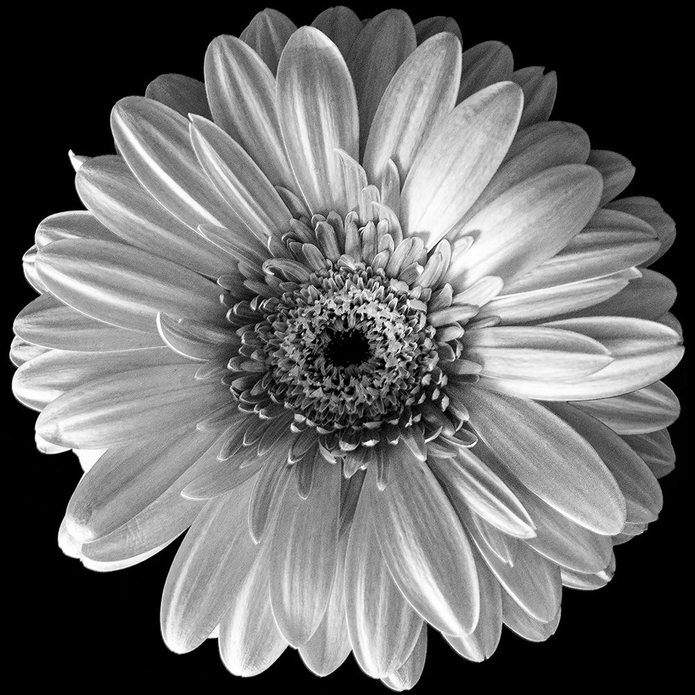 Art Print: Black and White Gerbera