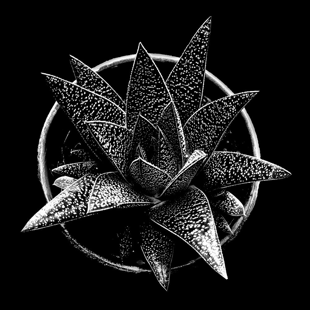 Art Print: Black and White Succulent 