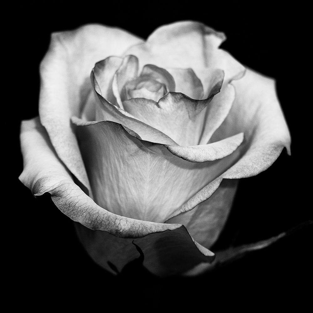 Art Print: Black and White Rose