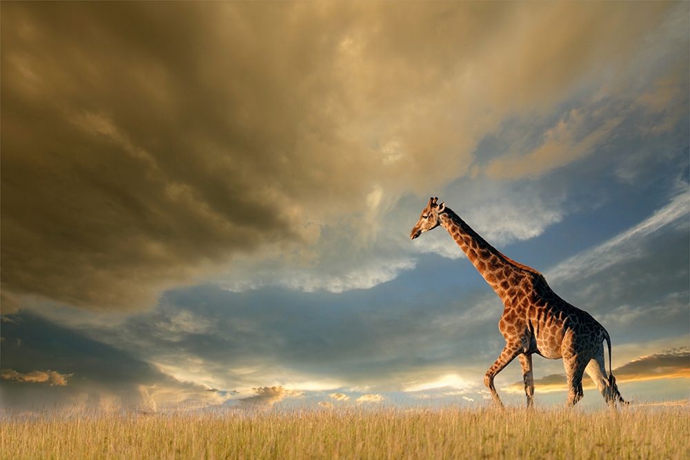 Wall Art Painting id:283099, Name: Giraffes, African Skies, Artist: Anonymous