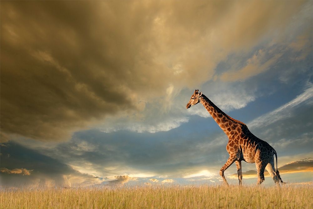 Wall art: Giraffes, African Skies, by Anonymous