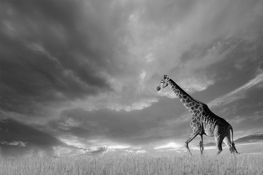 Art Print: Giraffes, African Skies
