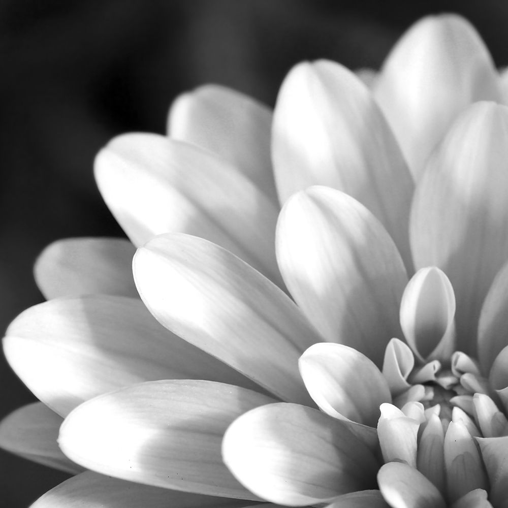 Art Print: Radiating Petals