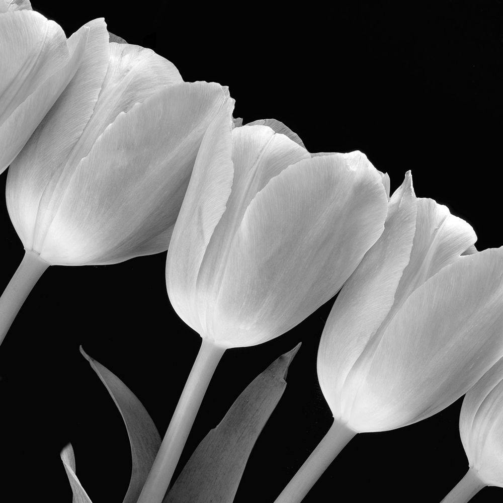 Art Print: Tulip Line