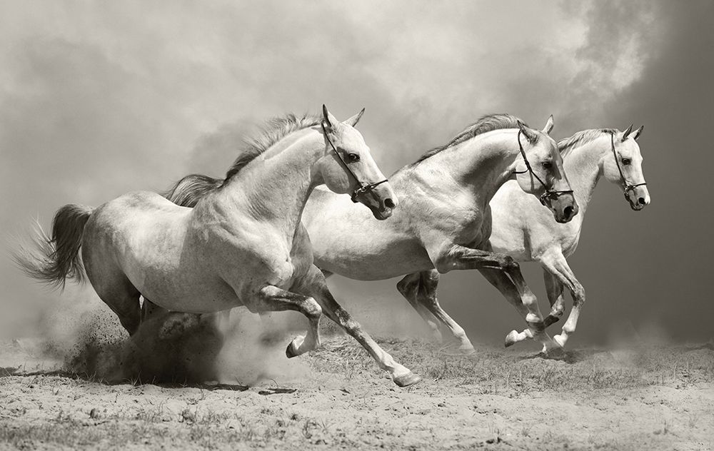 Art Print: White Stallions II