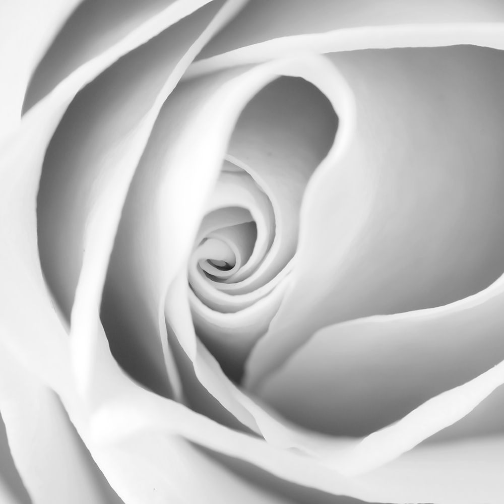 Art Print: Rose Swirl I
