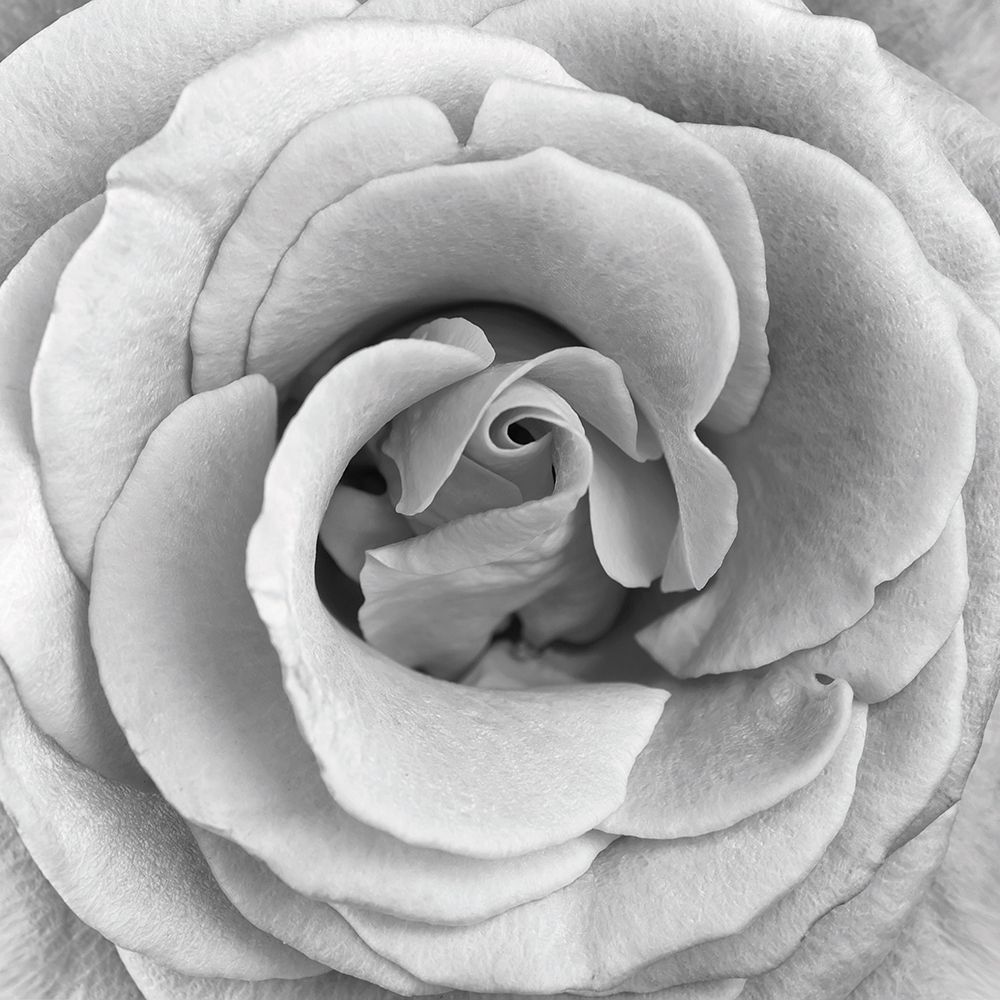 Art Print: Rose Swirl II
