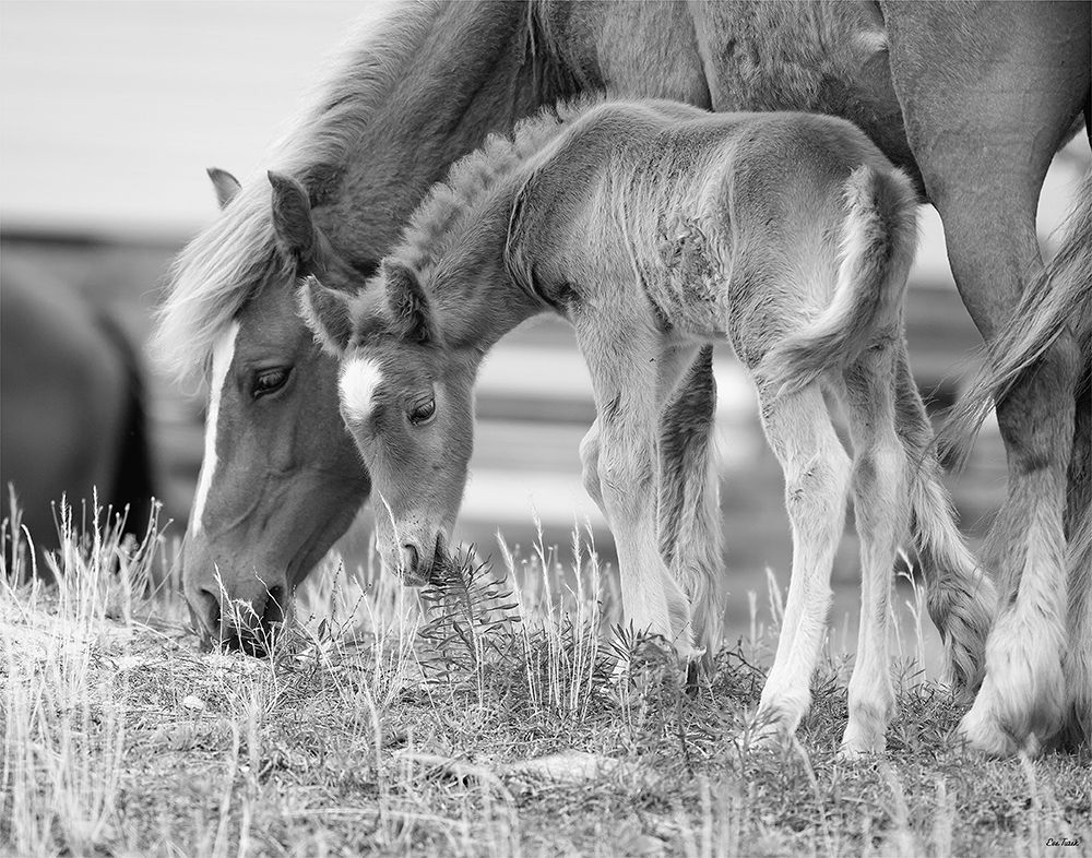 Wall Art Painting id:240395, Name: Like Mother, Like Son, Artist: Turek, Eve