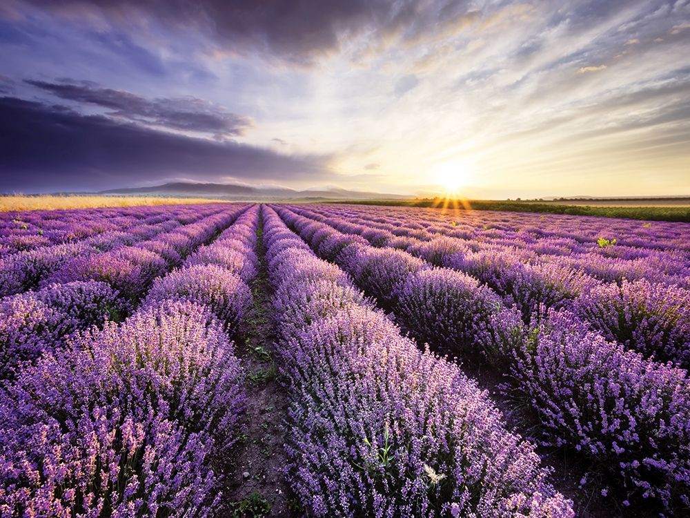 Wall Art Painting id:234216, Name: Lavender Sunrise, Artist: Anonymous