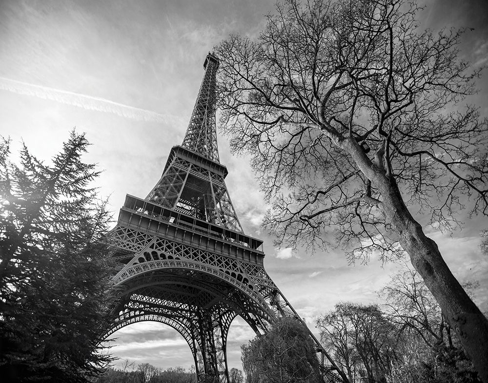 Art Print: Eiffel Tower with Tree