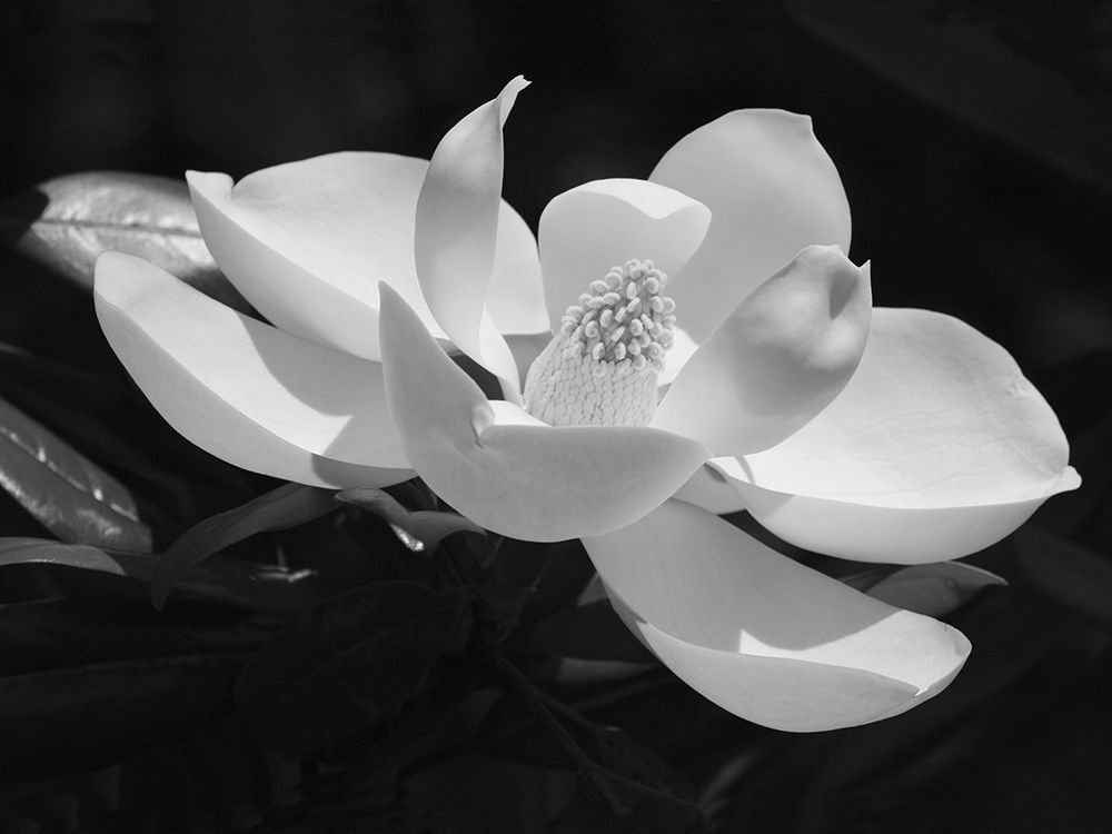 Art Print: Magnolia Flower