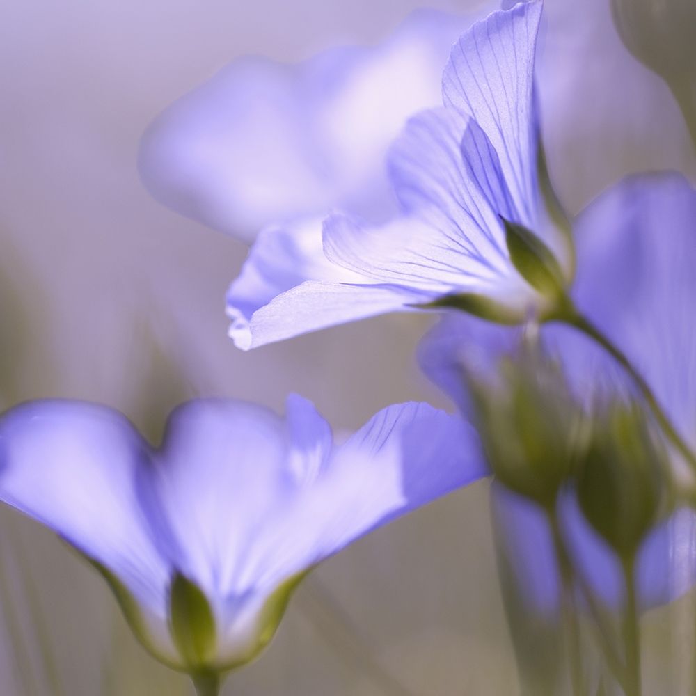 Art Print: Fleur Mauve