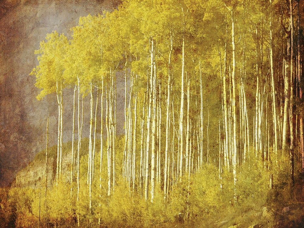 Wall Art Painting id:240441, Name: Autumn Aspen ForestAnon, Artist: Anonymous