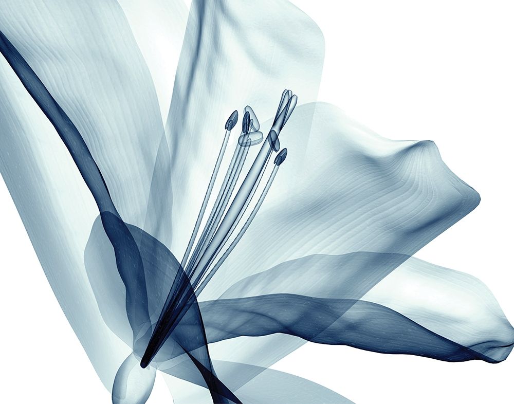 Art Print: Transparent Floral Beauty