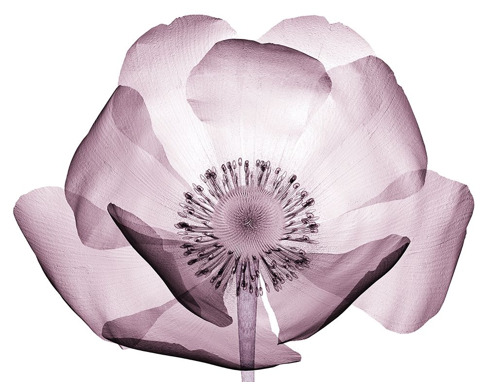 Art Print: Translucent Lavender Poppy