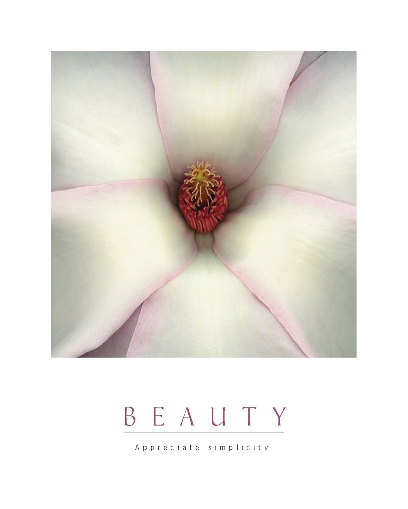 Wall Art Painting id:284720, Name: Beauty - White Magnolia, Artist: Unknown