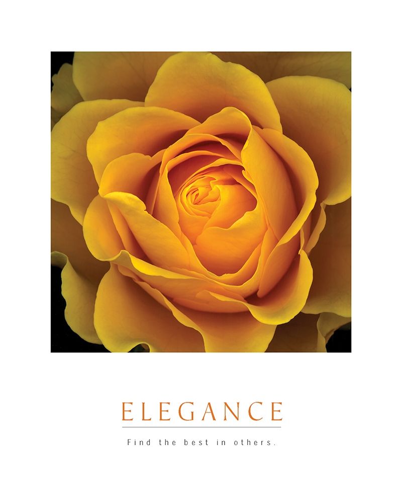 Wall Art Painting id:284722, Name: Elegance - Peach Rose, Artist: Unknown