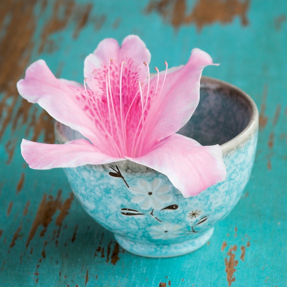 Wall Art Painting id:242626, Name: Fraicheur Matinale I, Artist: BRAUN Studio