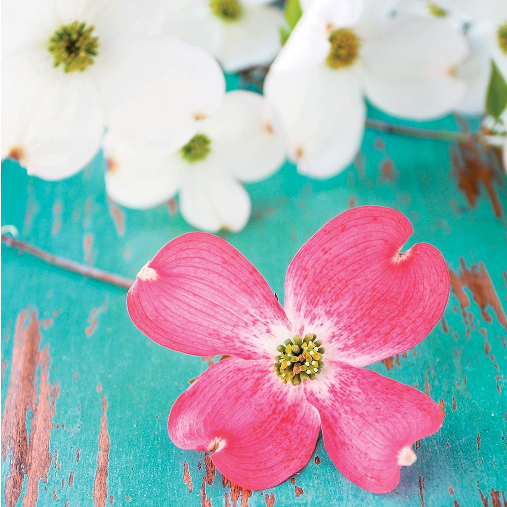 Wall Art Painting id:242627, Name: Fraicheur Matinale II, Artist: BRAUN Studio