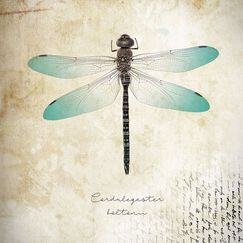 Art Print: Cardulegaster baltanii