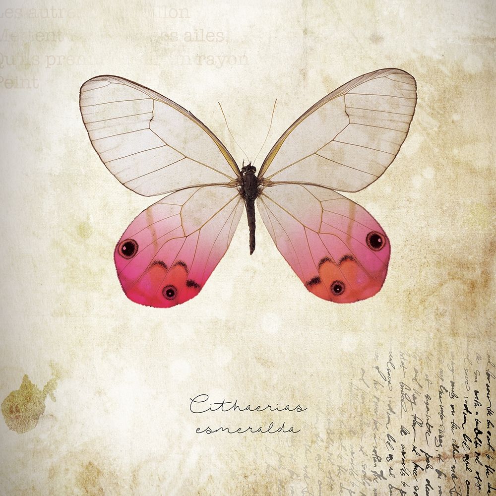 Art Print: Cithaerias Coneralda