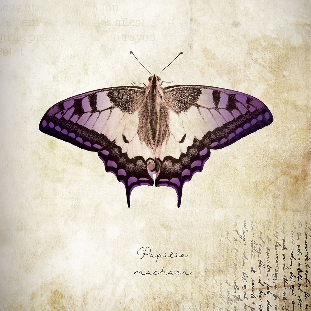 Art Print: Papilia Nachaar