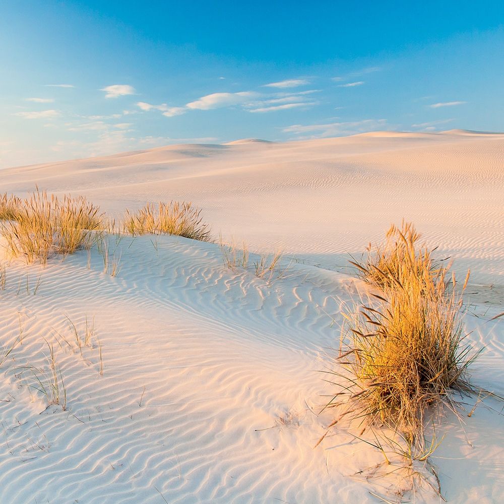 Wall Art Painting id:307077, Name: Seigle de Mer, Artist: BRAUN Studio