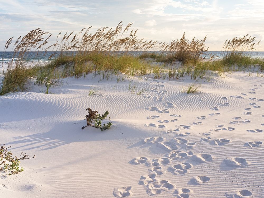 Wall Art Painting id:307115, Name: Plage 11, Artist: BRAUN Studio