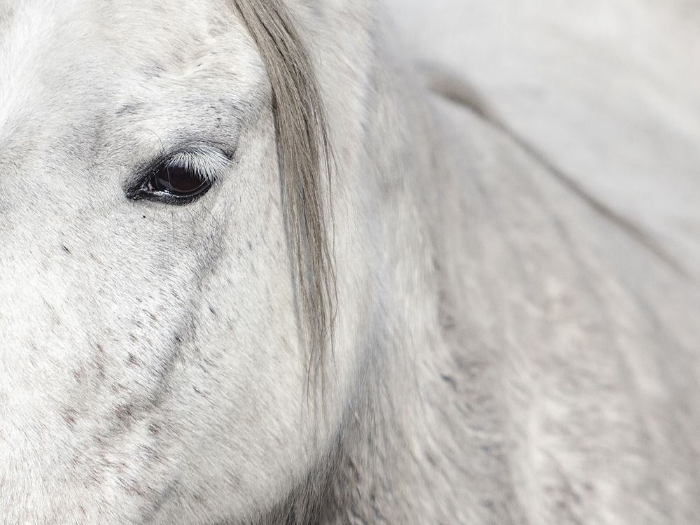 Art Print: Crin Blanc 1