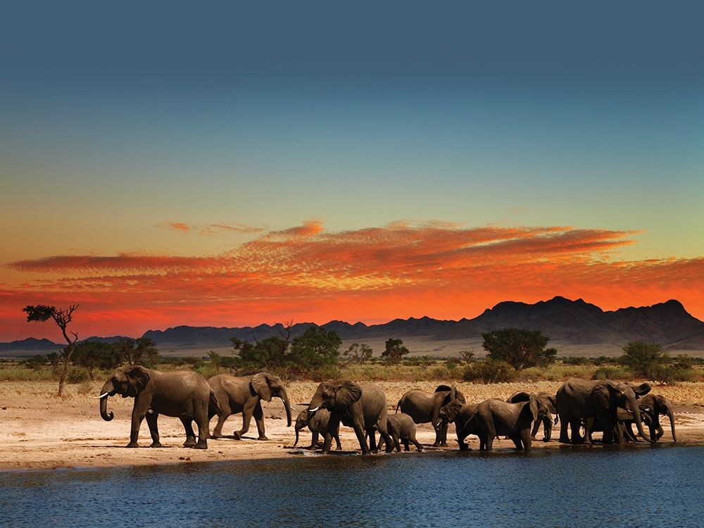 Art Print: Elephants at sunset