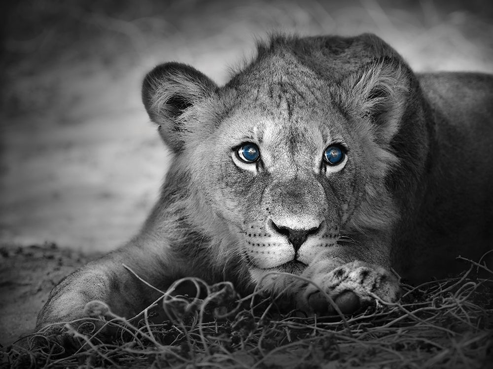 Art Print: Lioness with blue eyes