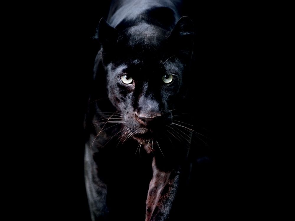 Art Print: Panthère Noire