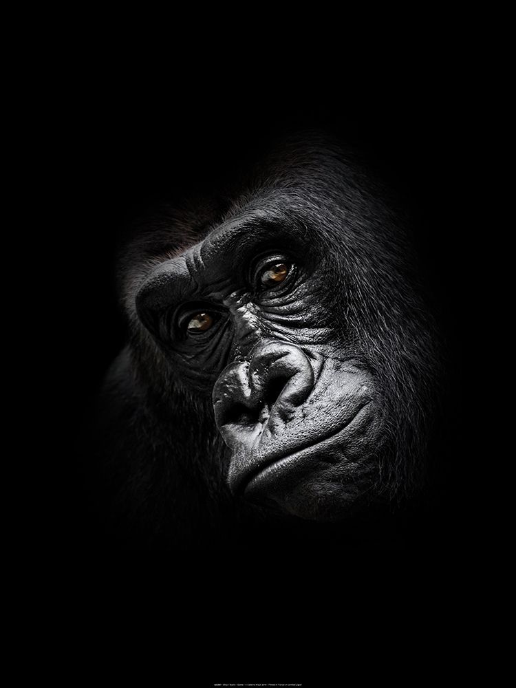 Art Print: Gorilla