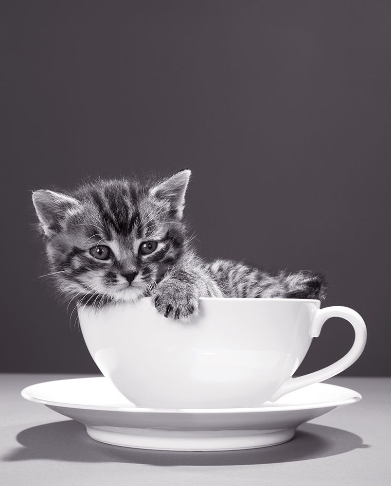 Art Print: Chat-Tasse