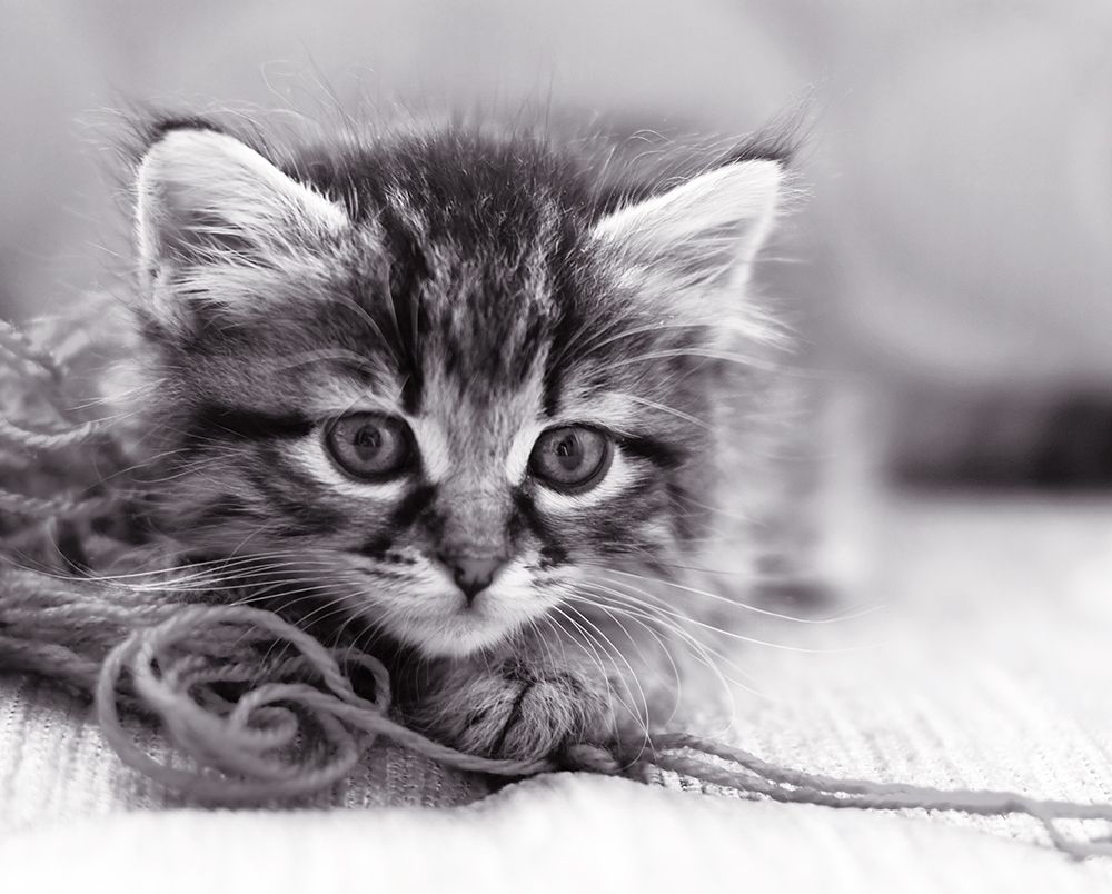 Art Print: Tu viens jouer ?