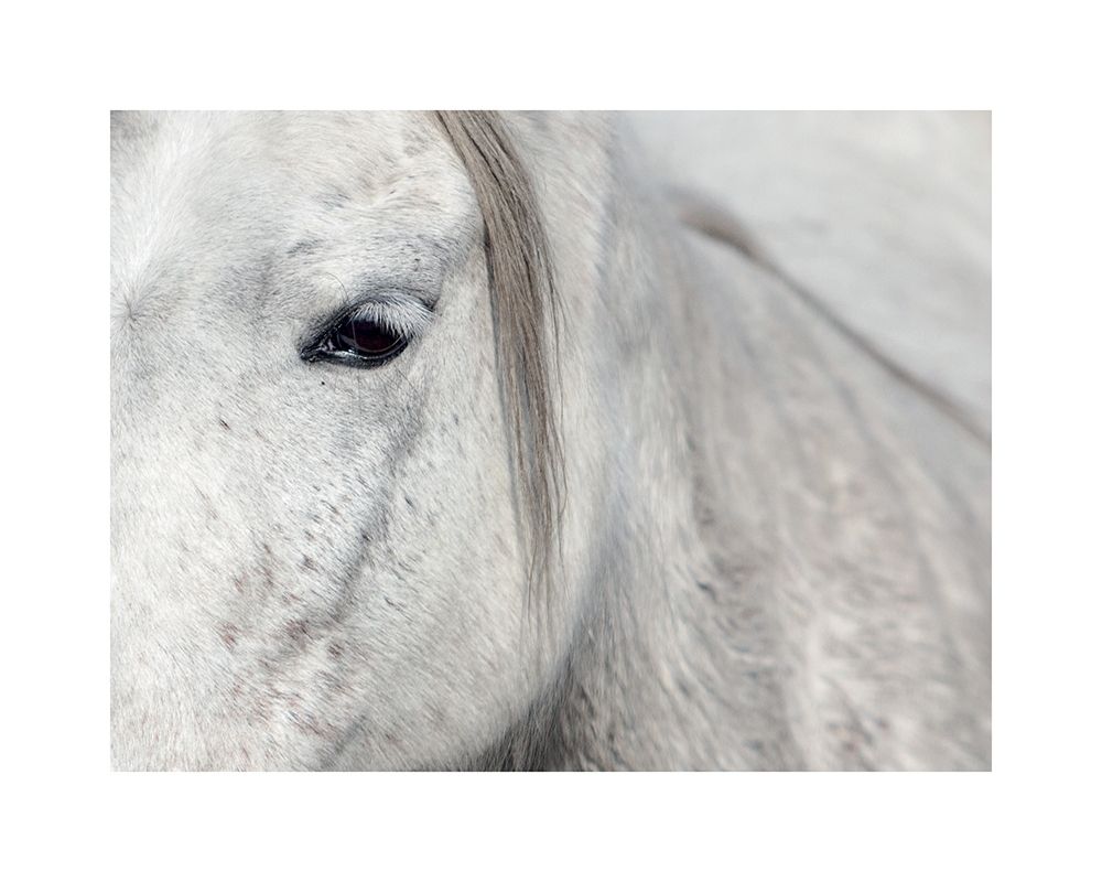 Art Print: Crin Blanc 1