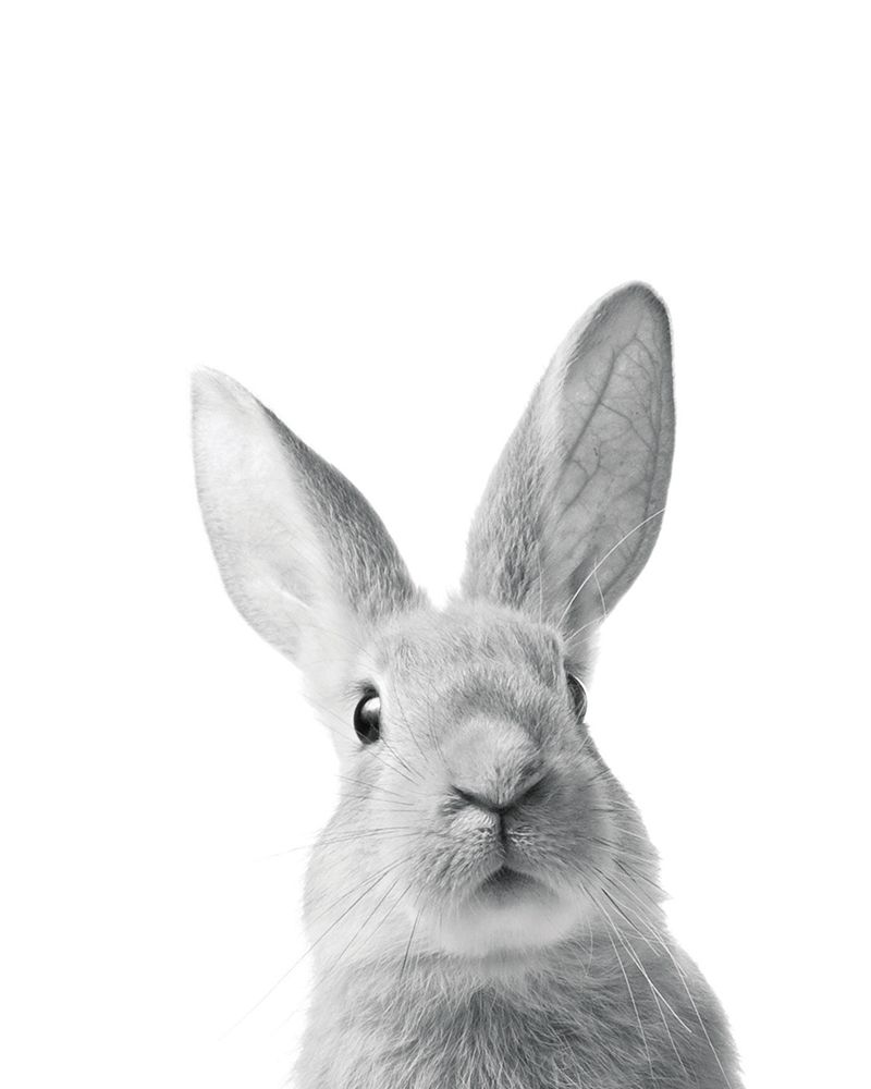 Art Print: Lapin Rigolo