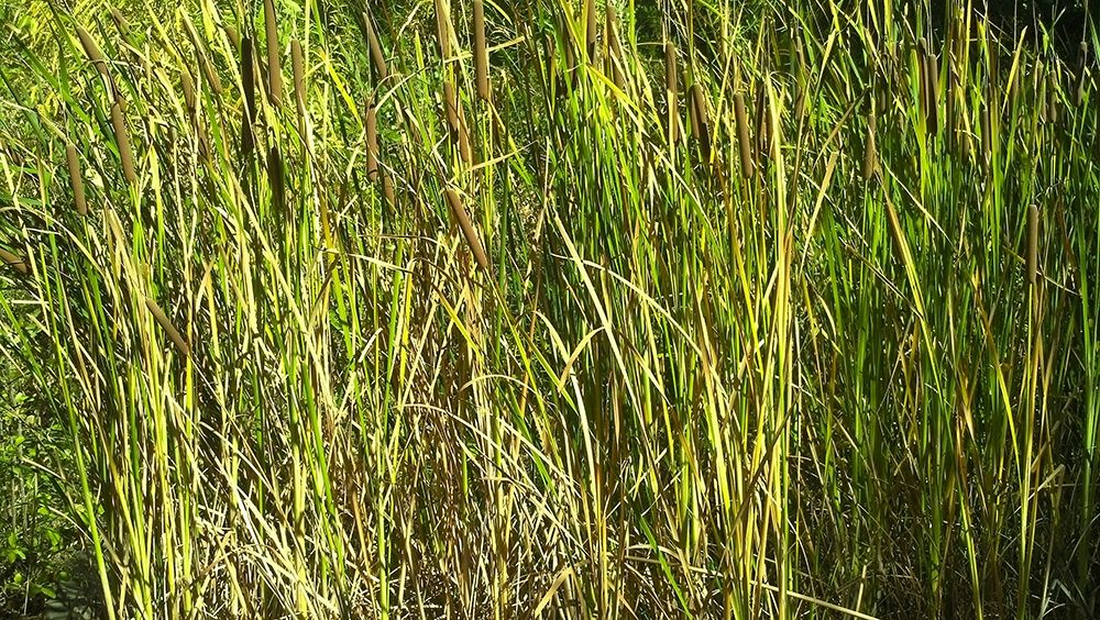 Art Print: Roper Lake II: Grasses I