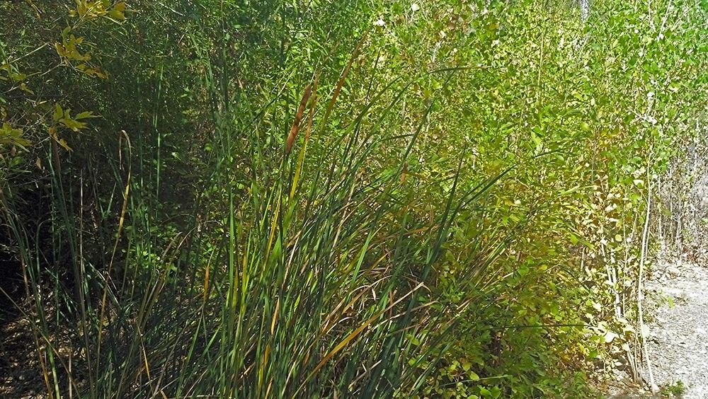 Art Print: Roper Lake IV: Grasses III