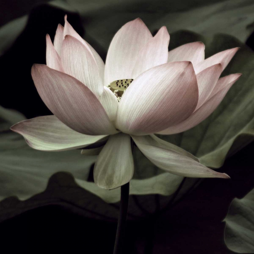 Wall art: The Lotus I, by Neuwirth, Andy