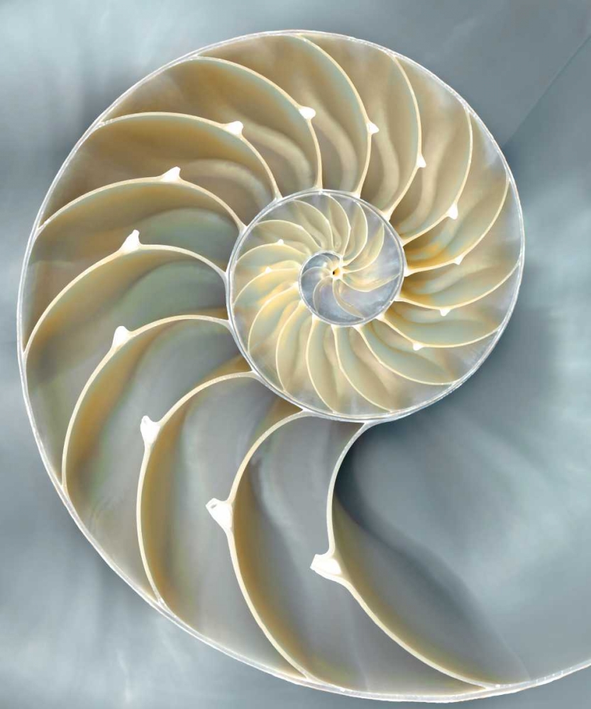 Art Print: Nautilus in Blue I