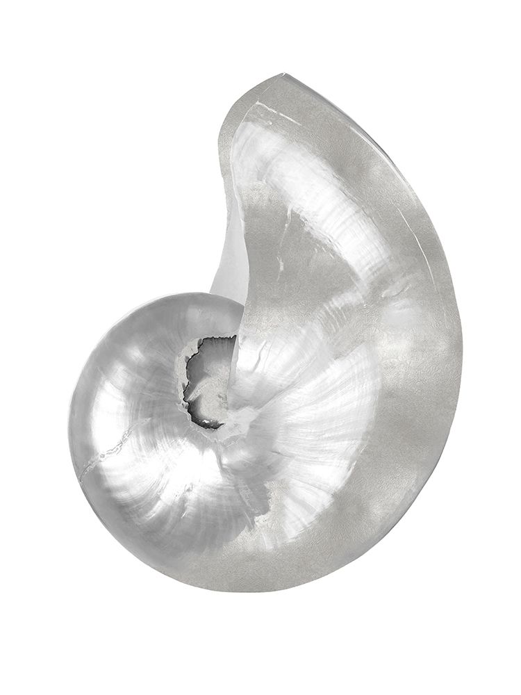 Art Print: Silver Pearl Shell I