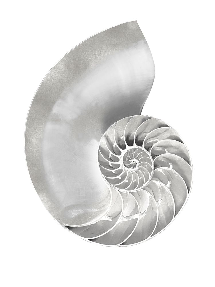Art Print: Silver Pearl Shell II
