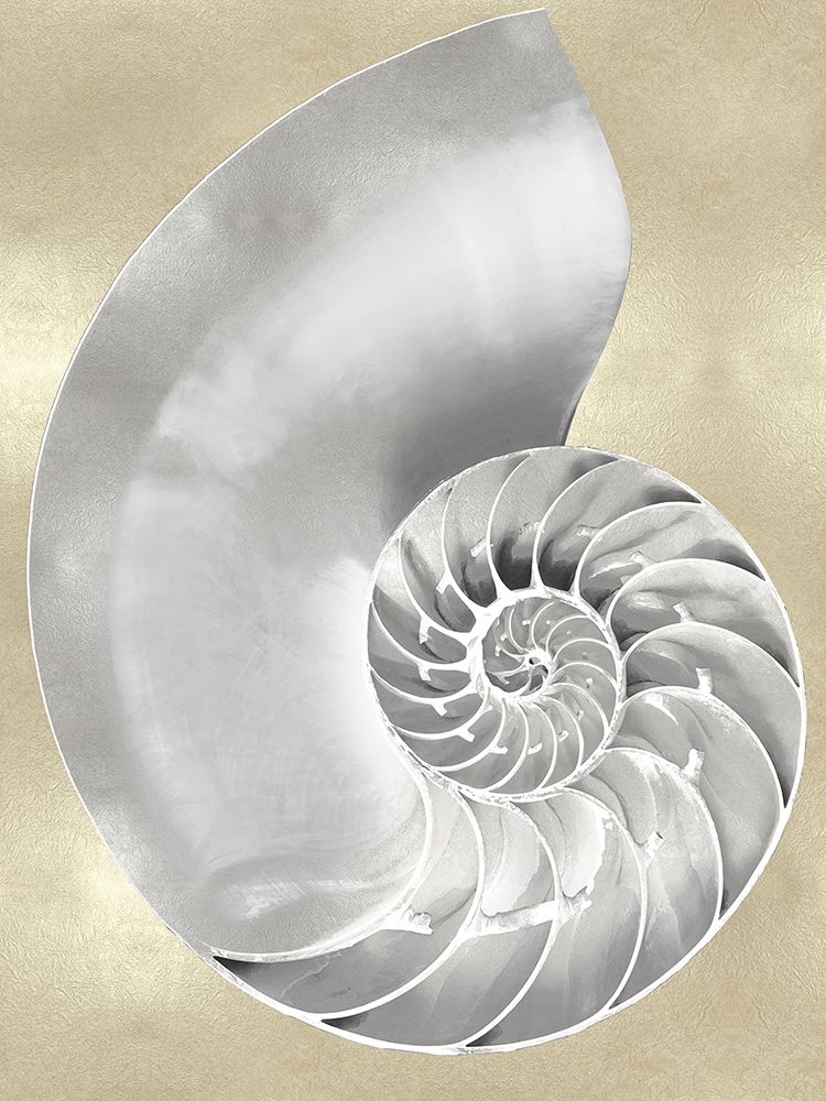 Art Print: Silver Pearl Shell on Gold II